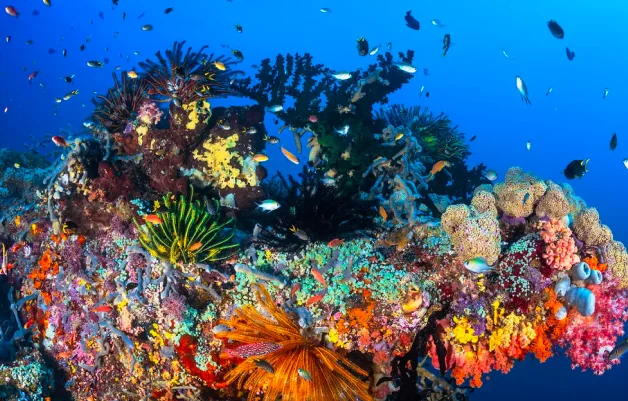 Biodiversity Hotspot